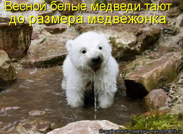 Котоматрица: Весной белые медведи тают  до размера медвежонка.